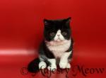 Figaro - Exotic Cat For Sale - Yucca Valley, CA, US