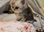 Beautiful Silver HIGHLAND - Scottish Straight Cat For Sale - MI, US