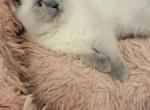 MistyBlu - Himalayan Cat For Sale - NJ, US