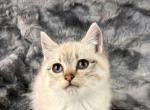 Lynx Siamese Female - Siamese Cat For Sale - Newport, WA, US