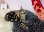 CARACAT female kitten I - Savannah Cat For Sale - NY, US