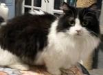 Munchkin male - Munchkin Cat For Sale - Salem, OR, US