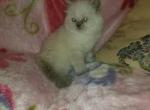 Blue Point Male Kitten - Himalayan Cat For Sale - Duvall, WA, US