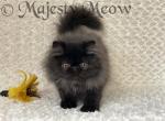 Boo Boo - Persian Cat For Sale - Yucca Valley, CA, US