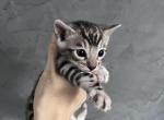 Silver boy 1 - Bengal Cat For Sale - 