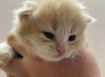 Fudge - Siberian Cat For Sale - Clintwood, VA, US