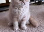 Chai Tea - Scottish Fold Cat For Sale - Houston, TX, US