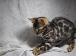 Tina - Bengal Cat For Sale - Chicago, IL, US