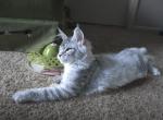 Mason - Maine Coon Cat For Sale - Plainfield, IN, US