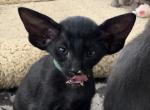 OSH Oriental Shorthair Male Kitten Ebony Black - Oriental Cat For Sale - NJ, US