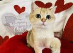 Goldy - Scottish Fold Cat For Sale - New Prague, MN, US