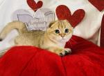 Foldy - Scottish Fold Cat For Sale - New Prague, MN, US