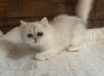 Boys and Girls - Persian Cat For Sale - Williamsburg, VA, US