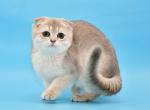 Lola1 - Scottish Fold Cat For Sale - Los Angeles, CA, US