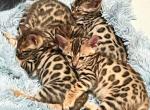 SavannahBengal - Bengal Cat For Sale - Seattle, WA, US