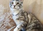 Bubochka - Maine Coon Cat For Sale - Brooklyn, NY, US