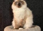 Figaro - Ragdoll Cat For Sale - Joplin, MO, US