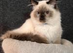 Ollie - Ragdoll Cat For Sale - Joplin, MO, US