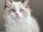 Tica registered male RAGDOLL - Ragdoll Cat For Sale - Henderson, NV, US