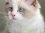 Bear Seal Bicolor Ragdoll Available Now - Ragdoll Cat For Sale - Henderson, NV, US