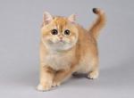 Hunter - British Shorthair Cat For Sale - Miami, FL, US