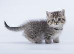 Kilia - Munchkin Cat For Sale - Hollywood, FL, US