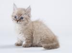 Jocond - Munchkin Cat For Sale - Hollywood, FL, US