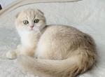 Caramel - Scottish Fold Cat For Sale - Hollywood, FL, US