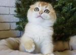 Mike - Scottish Fold Cat For Sale - Hollywood, FL, US