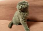 Itan - Scottish Fold Cat For Sale - Hollywood, FL, US