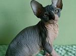 Athos - Sphynx Cat For Sale - Norwalk, CT, US