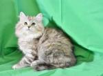 Vasilisa - Siberian Cat For Sale - Norwalk, CT, US