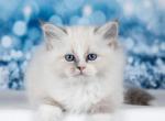 Tiffany - Siberian Cat For Sale - Norwalk, CT, US