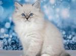 Teddy - Siberian Cat For Sale - Norwalk, CT, US