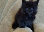 Alicent - Maine Coon Cat For Sale - Norwalk, CT, US