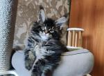 Patrick KZ - Maine Coon Cat For Sale - Norwalk, CT, US