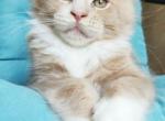 Toffy - Maine Coon Cat For Sale - Miami, FL, US