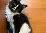 Mone - Maine Coon Cat For Sale - Miami, FL, US