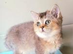 Numnum - British Shorthair Cat For Sale - New York, NY, US