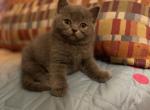 Teddy Bear - British Shorthair Cat For Sale - Fort Wayne, IN, US