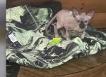 Sphynx Pittsburgh Columbus Cleveland - Sphynx Kitten For Sale - New Castle, PA, US