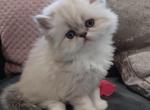 Sugar - Persian Cat For Sale - Bowie, MD, US