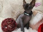 Nimbus - Sphynx Cat For Sale - Mundelein, IL, US