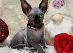 Eve - Sphynx Cat For Sale - Mundelein, IL, US