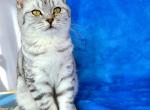 Boomer - Scottish Straight Cat For Sale - New York, NY, US