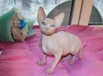 Nikki - Devon Rex Cat For Sale - Brooklyn, NY, US