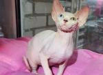 Nastasya - Sphynx Cat For Sale - Brooklyn, NY, US