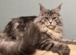 Gangsta Polidactyl - Maine Coon Cat For Sale - Miami, FL, US