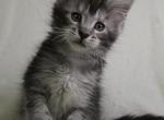 Nick Polidactyl - Maine Coon Cat For Sale - Hollywood, FL, US