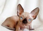 Rolex - Sphynx Cat For Sale - Norwalk, CT, US